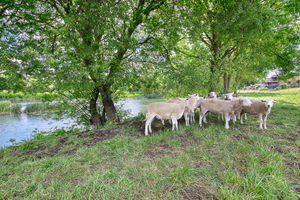 Additional Land (DEFRA Registered)- click for photo gallery